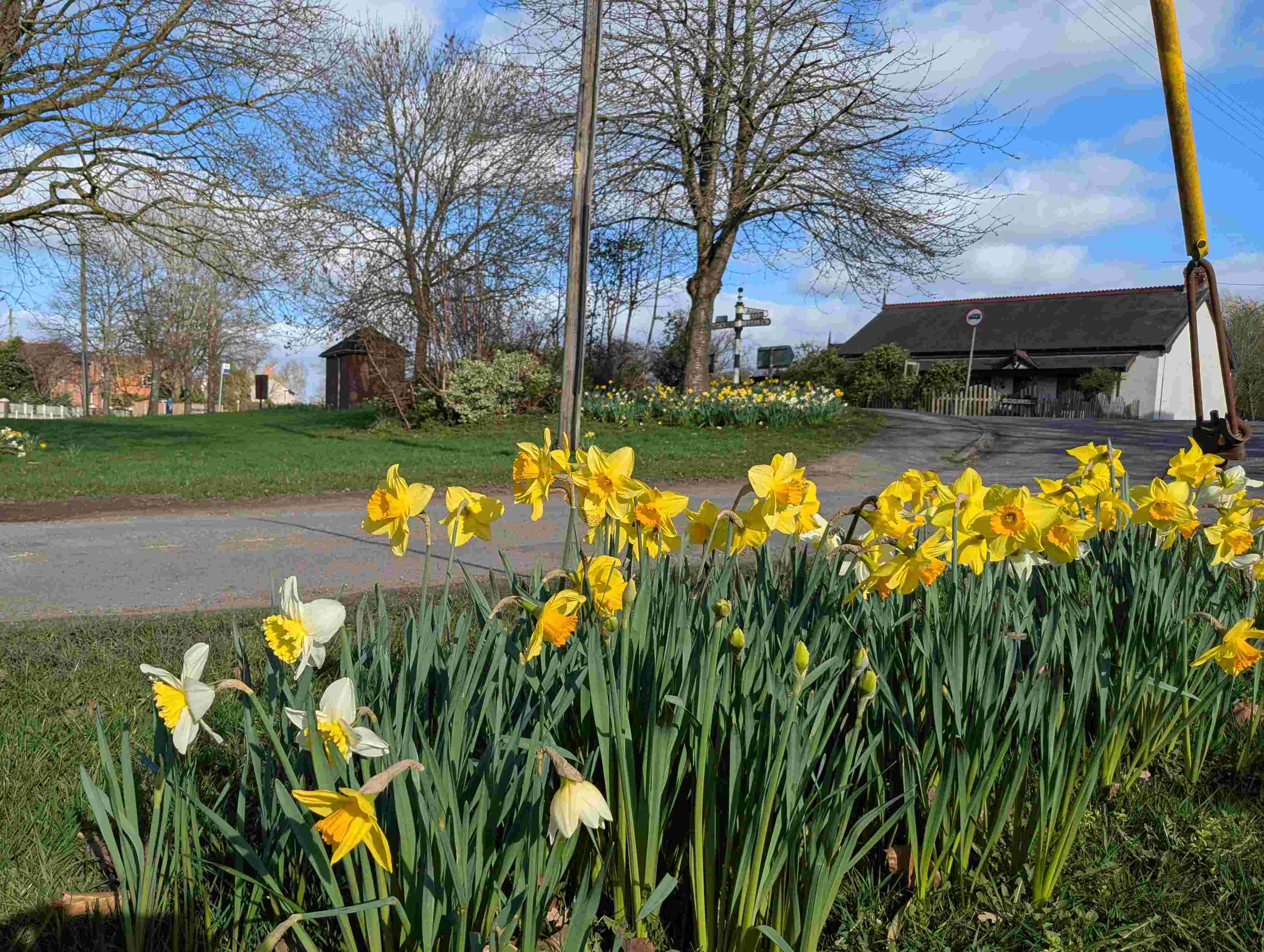 Daffodils on the village green, 11th March